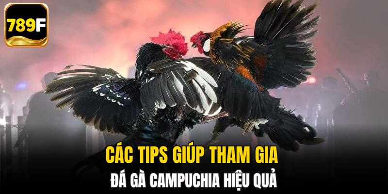 Các tips giúp tham gia đá gà Campuchia hiệu quả