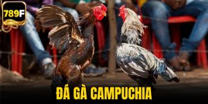 Đá gà Campuchia
