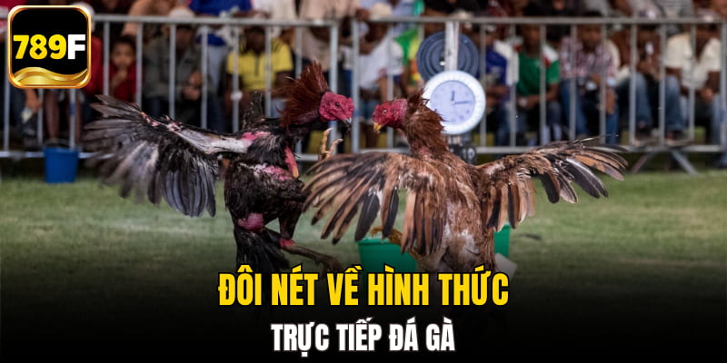 Đôi nét về hình thức trực tiếp đá gà