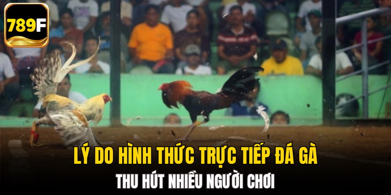 Lý do hình thức trực tiếp đá gà thu hút nhiều người chơi