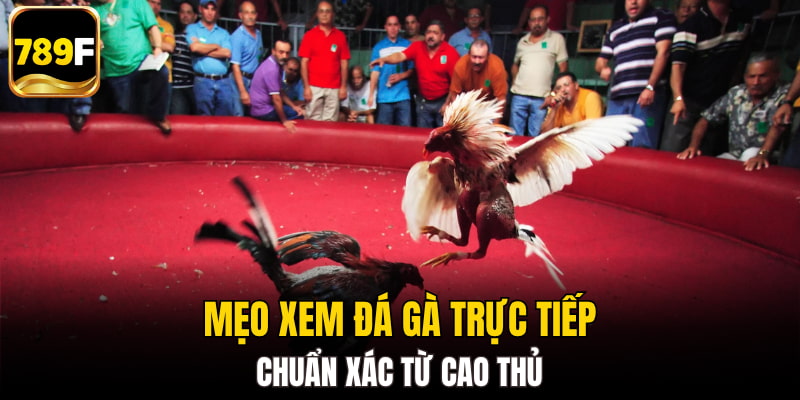 Mẹo xem đá gà trực tiếp chuẩn xác từ cao thủ