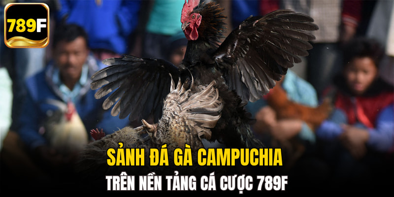 Sảnh đá gà campuchia trên nền tảng cá cược 789F