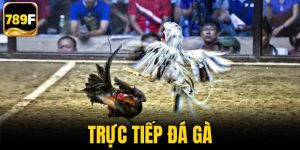 Trực tiếp đá gà